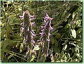 photo Agastache foeniculum (Pursh) Kuntze (Lophanthus anisatus Benth)